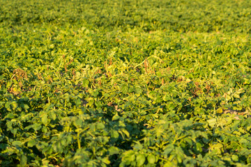 potatoes growing in the field during a sunny day