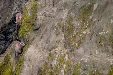 Two little goats. Alpine ibex. Capra ibex. Bouquetin grazing on the mountain.
