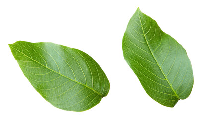 Obraz premium Walnut leaves isolated on white background. clipping path