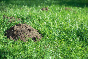 Mole holes in the lawn