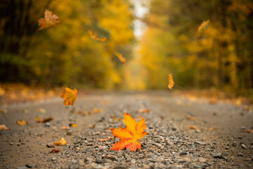 autumn dirt road in the forest. yellow maple leaf on the road and leaves swirling in the air