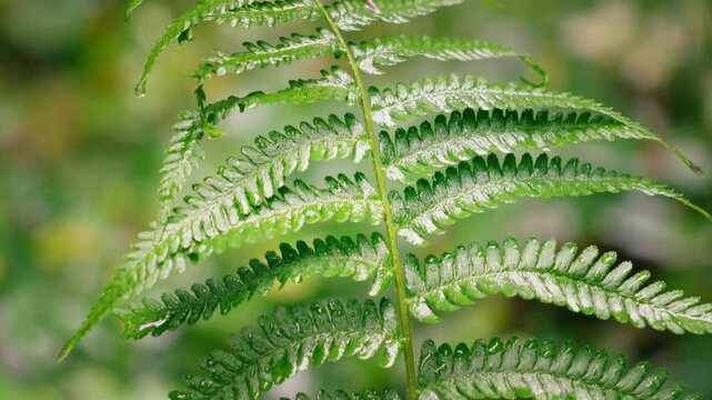 Upwards panning closeup of fern leaf swinging gently in the wind with blurred background