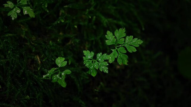 Small leafes in the forest on moss-covered tree