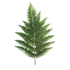 Naklejka premium A single green fern frond isolated on a black background. (2)