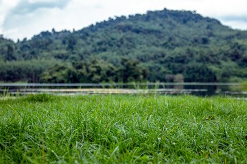 Fototapeta premium Grassy fields by the lake, landscape, pristine nature and the abundance of forest resources in rural areas, tropical countries, Asia.