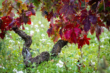 Red leaves delicately drape over twisting, aged vines in this vineyard scene, encapsulating the beauty, grace, and elegance of nature's autumn masterpiece in La Rioja Spain © CarloSanchezPereyra