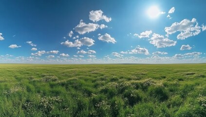 Fototapeta premium Green Meadow: A Field Under the Clear Blue Sky