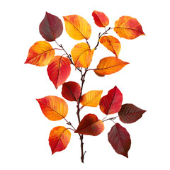 Fototapeta premium A branch of vibrant red, orange, and yellow leaves isolated on a black background.