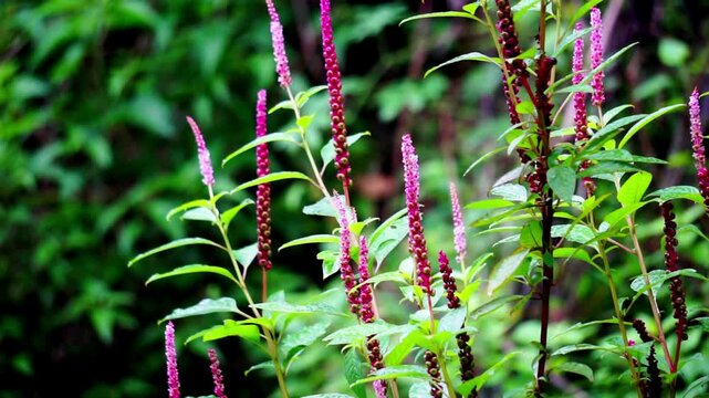 Phytolacca icosandra (button pokeweed, tropical pokeweed, twenty stamens, bayam hutan). It is used to treat unspecified medicinal disorders, as a poison and a medicine and for food.