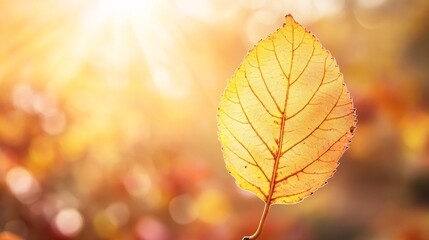 2410 51.A close-up of a single yellow autumn leaf, its vibrant color contrasting with the soft, blurred background of a sunny park. The warm golden hue of the leaf stands out against the orange and