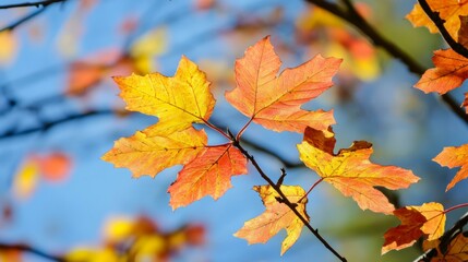 Fototapeta premium A vibrant green branch with lush leaves against a clear blue sky, showcasing nature's simplicity and beauty.