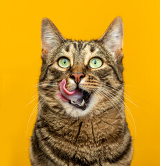 A striped green-eyed cat with a pink tongue licks its lips. Isolate on a yellow background