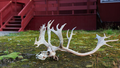 Antlered skull resting on moss near abandoned buildings in Pyramiden Svalbard
