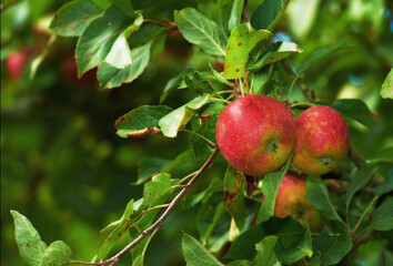 Nature, farm and apple on trees in orchard for growth, harvest and organic produce outdoors. Agriculture, natural background and fruit for sustainability, ecology and healthy food in countryside