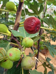 Fresh figs fruit also known as ficus carica on the branch of a fig tree