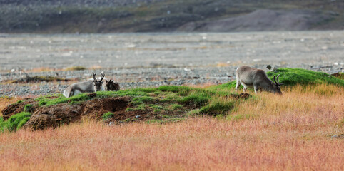 Reindeer grazing on green grass in the Arctic wilderness of Pyramiden, Svalbard