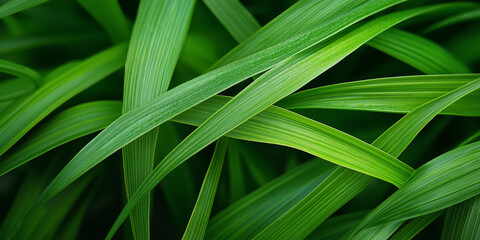 Obraz premium closeup abstract background organic green grass leaves filed wallpaper background