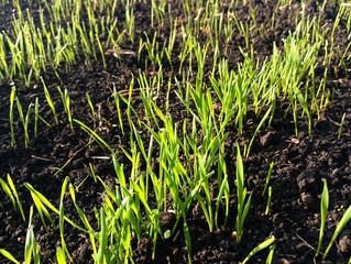 Young wheat sprouted in the field in black soil. Topics of agriculture and cultivation of grain winter crops. Agricultural backgrounds and textures.