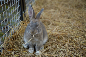 Cute gray rabbit sitting on the hay in the animal shelter