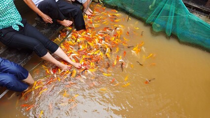 Fish therapy as a medium for acupuncture on the feet for health. Pedicure therapy, fish spa concept.