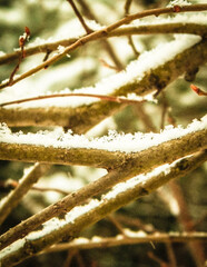 Fresh snow on tree branch.