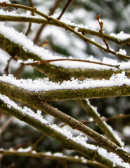 Fresh snow on tree branch.