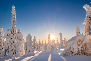 winter landscape in the mountains