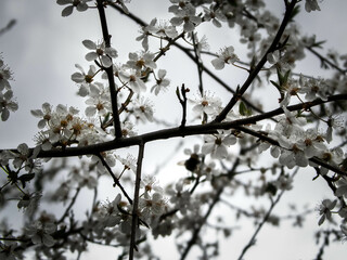 Close up of white flowers of wild apple tree.