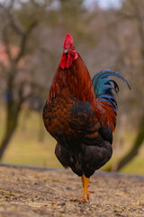 Portrait of a lonely rooster on the farm in the village. Domestic animal free in the garden close to wild nature
