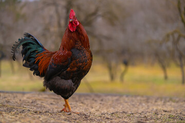 Portrait of a lonely rooster on the farm in the village. Domestic animal free in the garden close to wild nature