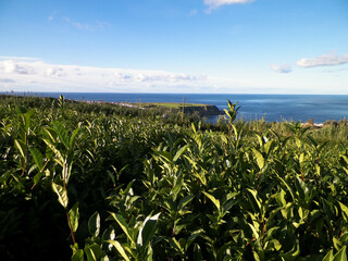 Landscape of tea plantation in Porto Formoso