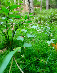 Close up of moss and litter in wild forest.