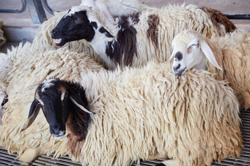 Naklejka premium Flock of sheep in the farm