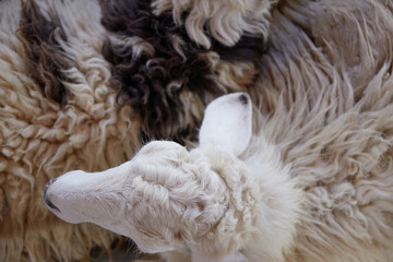 Naklejka premium Top view close-up flock of sheep