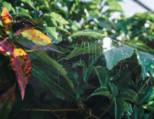 Close up of a spider web