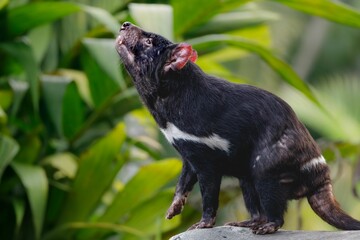 Tasmanian devil in lush greenery