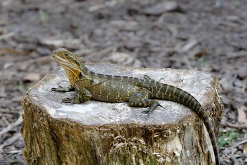 Lizard basking on a tree stump