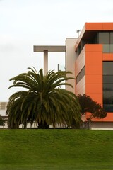 Large Palm Tree Beside Orange Building: Tropical Urban Scene