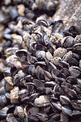 close up of mussels on beach