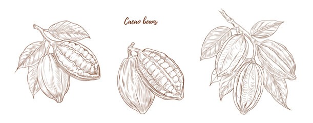 Set of vector cocoa plant with nuts and leaves line art illustration, graphic line cocoa plant combination. cocoa branch. cocoa botanical. Retro engraving style. Great for any designs, textile, art, w
