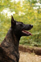 A adult male of Dutch shepherd is walking in the autumn forest