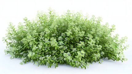 Obraz premium 3D Spirea bush