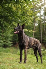 A adult male of Dutch shepherd standing in the forest with lake in background