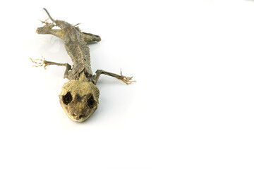 Check out this cool cutout of a mummified gecko I found
