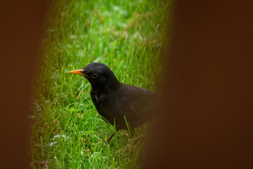 Blackbird, Turdus merula