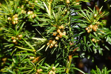 Close up of foliage and flowers of an evergreen Irish Yew Tree (Taxus baccata 'Fastigiata') in a garden in the Dutch village of Bergen. Netherlands, Late winter, February	