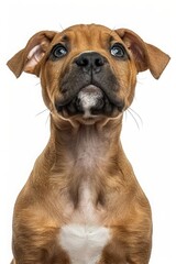 Obraz premium A young Boxer puppy sits upright against a white background, gazing upward with a curious expression