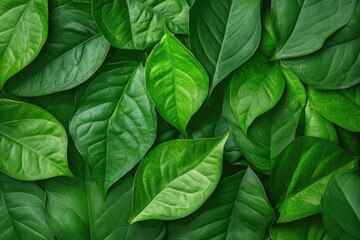 beautiful green betel leaves texture background  beautiful green betel leaves texture background