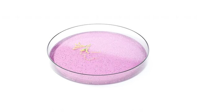 antimicrobial resistance and healthcare epidemiology, antibiotic stewardship antibiotic-resistant bacterial infections. Super bugs. A microbiological culture Petri dish with bacteria and an antibiotic