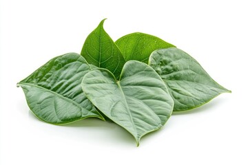 Edible betel leaves fresh and organic over white background